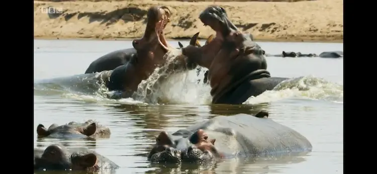 Cape hippopotamus (Hippopotamus amphibius capensis) as shown in Seven Worlds, One Planet - Africa